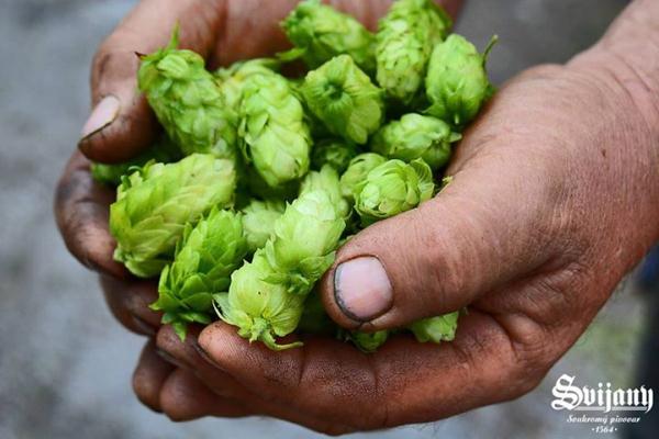 čerstvé chmelové šišky